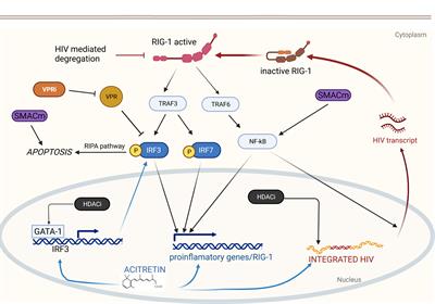 Retinoids: novel potential therapeutics in the pursuit of HIV-1 cure